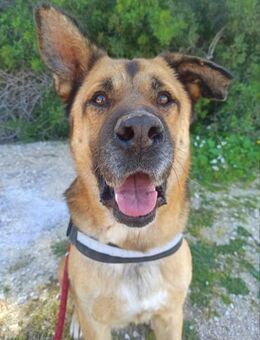 Jared - ein super lieber Schatz - Ludwigshafen (Rhein)