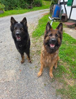 Schäferhund Welpen deutscher Schäferhund altdeutsch - Overath
