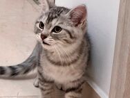 Kitten Kater Katze BKH Mischling - Stolberg (Rheinland, Kupferstadt)