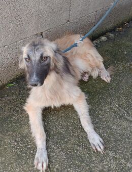 Sheba wartet im Tierheim - Köln
