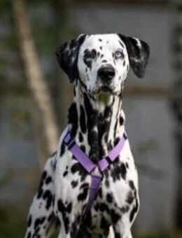 Hübsche Gloria sucht passendes Zuhause - Duisburg