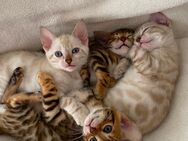 Bengal Kitten zu verkaufen:) - Illerrieden