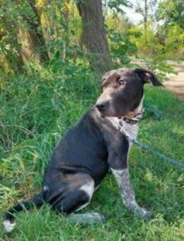 AKRIL-VA jung, sanft sucht Zuhause - Neustadt (Rübenberge)