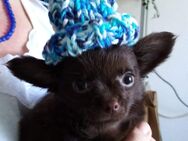 Kleiner Chihuahua Welpe lang Haar, reinrassig, Schoko. - Hannover Mitte