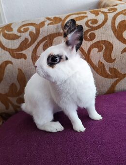 Snow sucht dringend neues Zuhause - Dorsten