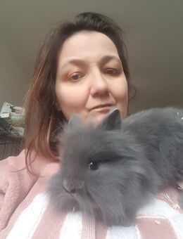 Reinrassige Teddy löwenkopf Zwergkaninchen🥰❤️ - Minden (Nordrhein-Westfalen)