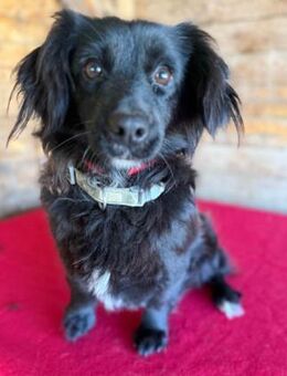 süße kleine TAPPI - Mamming