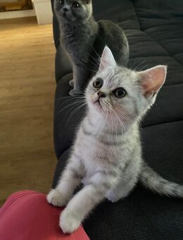 Britisch Kurzhaar Kitten BKH - Fürth