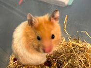 Teddyhamster Mädchen - Remseck (Neckar)