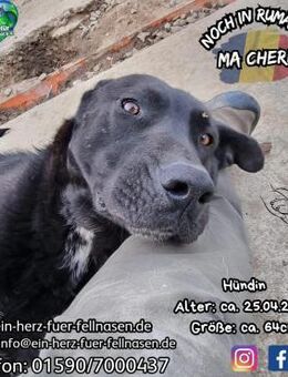 MA CHÉRIE-wäre gerne ein Labrador..... - Waakirchen