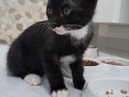 2 Kater in Kreis Osnabrück suchen ein neues zu Hause - Hilter (Teutoburger Wald)