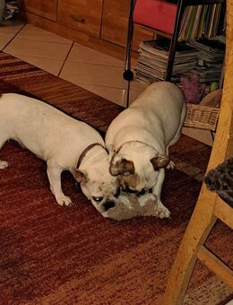 Französische Bulldogen 1Rüde, 1 Hündin - Albbruck