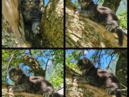 Maine Coon Kitten suchen Herzensplätze - Kiefersfelden