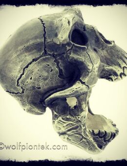 Ungewöhnlicher Totenschädel Skull 925 Silber Ring Handarbeit Gr68 - Köln