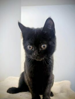 BKH Kater sucht liebevolle Zuhause - Hamburg Hamburg-Nord