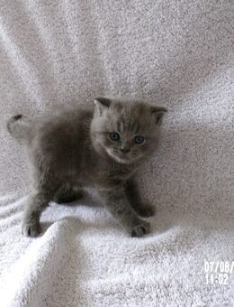 BKH Kitten - Breese