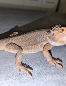 Bartagame weiblich abzugeben in 50189