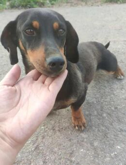 Kleines Dackelmädchen Maisie sucht dich! - Mannheim