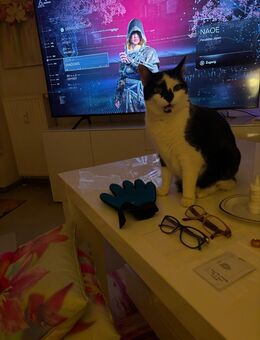 Schwarz Weise hauskatze sucht ein neues zu Hause - Grevenbroich Zentrum