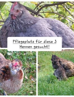 Pflegestelle für 3 Hennen gesucht - Neustadt (Holstein)