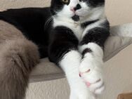 Bkh-Mix Kater sucht liebevolles Zuhause - Coburg Zentrum