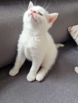 Süßes Türkisch Angora Katerbaby sucht Traumzuhause - Frankfurt (Main) Riederwald