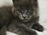 Maine Coon Kätzchen Reinrassige - München