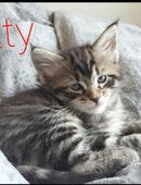 Maine coon katze kitty in 30161