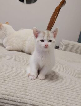 Katzen Babys - Schwerte (Hansestadt an der Ruhr)