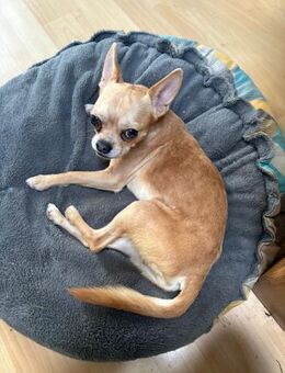 Teddy kleiner Chihuahua-Junge - Kassel