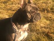 2 Französische Bulldogge Welpen - Neukirch (Lausitz)