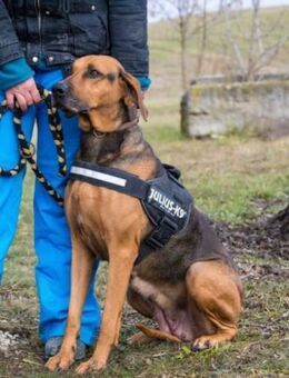 Tara SI - Liebevolle Hundedame - Neustadt (Rübenberge)