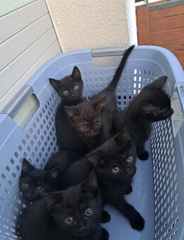BKH Kittens schwarz - Bad Münder (Deister)