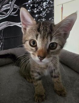 1Katzen/ Kitten Luna sucht noch ein Zuhause - Neustadt (Weinstraße)