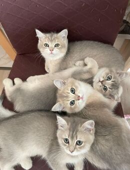 Süße BKH Kitten abzugeben - Stolberg (Rheinland, Kupferstadt)