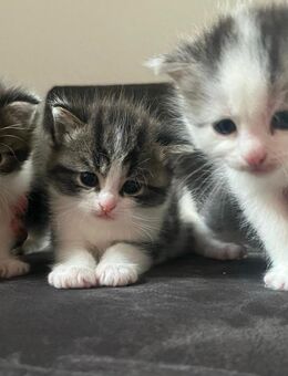 3 Katzenbabys Kitten Perser-Mix ab Anfang September abzugeben - Dippoldiswalde