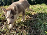 Ophelia, Orpheus & Odyne: Siberian Malamutes zum Verlieben - Bamberg