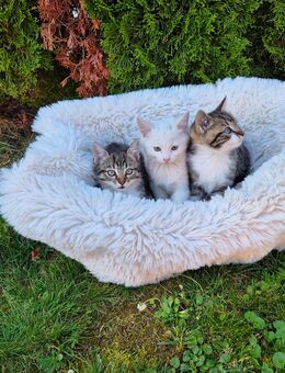 3 süße kleine Babykatzen, Katzenbabys, Kitten - Adlkofen