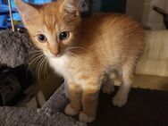Super süsse Kätzchen, Kitten, Katzenkinder sehr lieb - Bernburg (Saale)