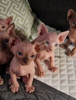 Süße Canadian Sphynx Kitten suchen ein liebevolles Heim (mit Tasthaare in artgerechter Haltung) - Biebergemünd