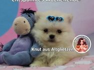Zauberhafte Pomeranian PomChi Chihuahua Welpen - Bad Freienwalde (Oder)