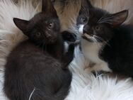 Babykatzen türkische Angora Mix abzugeben. - Dörrebach