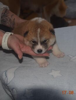 9 Zuckersüße Akita Inu Welpen such ein Zuhause - Cornberg