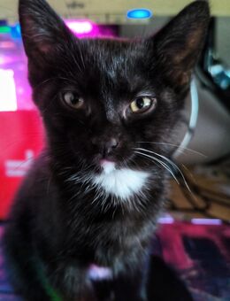 Kitten suchen Zuhause / Katze - Gutenzell-Hürbel