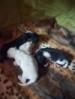 4 wundervolle kitten haben das Licht der Welt erblickt - Greiz