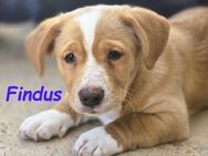 Findus sucht Unterstützung! 01/2025 ESP - Ruppertsecken