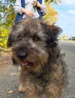 Clyde, fröhlicher Hundejunge, ca. 1 Jahr - Vaterstetten