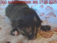 Weibliches Maine-Coon-Mix-Kitten abzugeben - Heilbronn