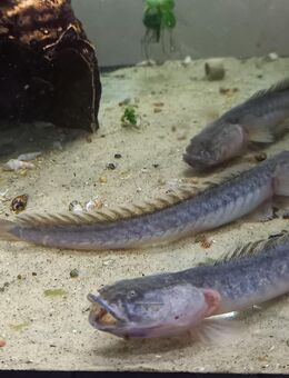 Lila Aalgrundel - Hohenroth