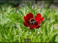 Adonisröschen (Adonis aestivalis), Blutauge, Blutströpfchen - Horgenzell